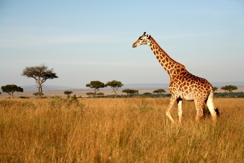 Ferienhaus Afrika