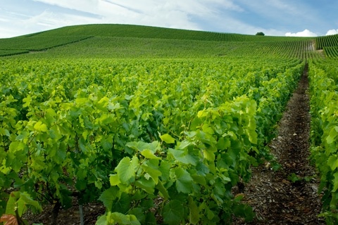 Ferienhaus Gironde